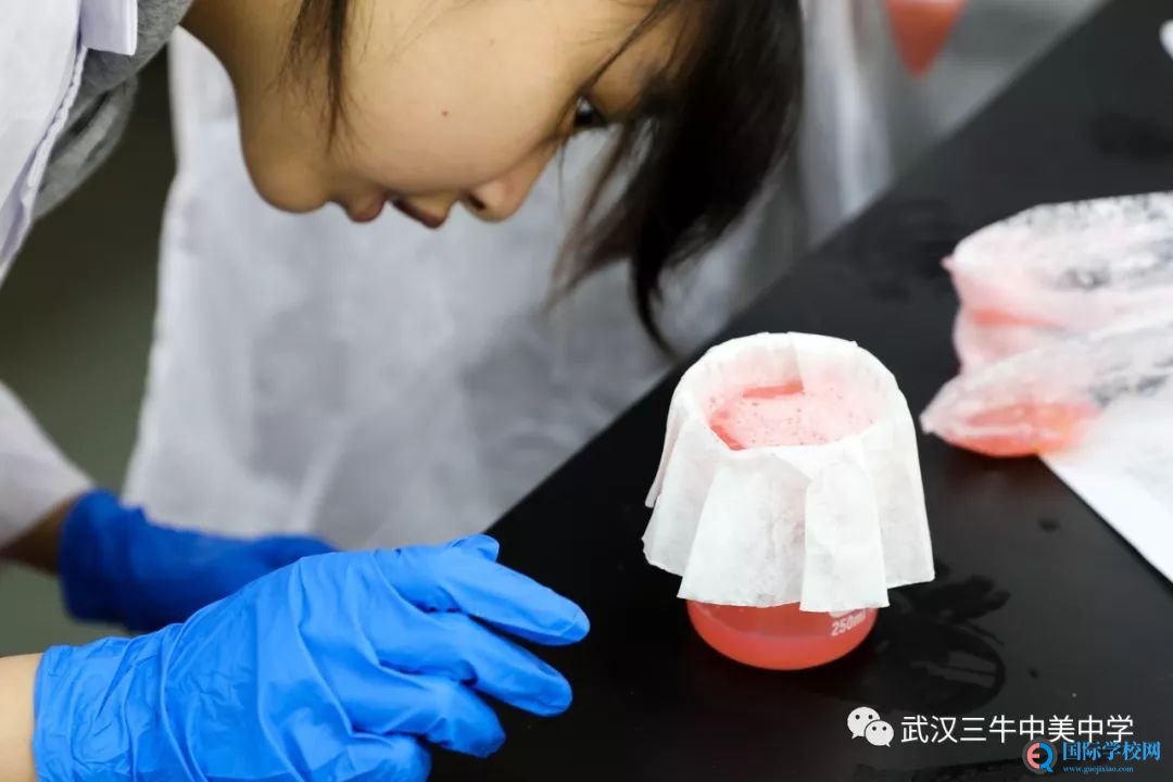 知道怎么从草莓中提取DNA吗?我们来教你! | 三牛趣课堂