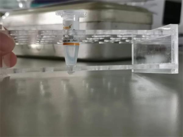 蝉联金奖！济南外国语国际课程中心学子斩获2020国际基因工程机器大赛（iGEM）全球金奖！