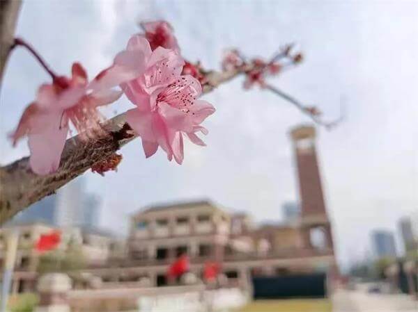 官宣|原绵阳南山中学常务副校长罗汝加盟巴德美际学校成都校区