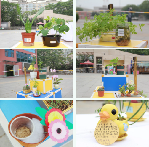 北京力迈中美国际学校“力迈杯”中小学植物栽培大赛前方报道