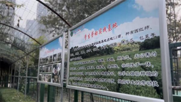 陕西省西安中学国际部学子校园采摘劳动实践活动