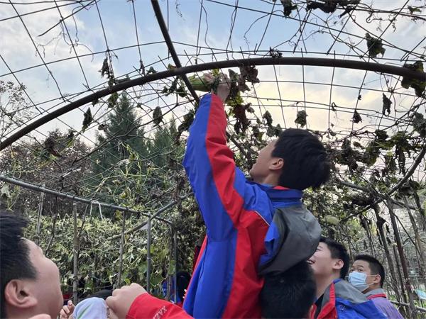 陕西省西安中学国际部学子校园采摘劳动实践活动