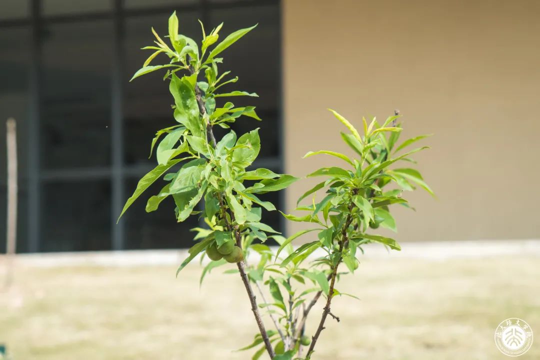 今天,你为地球充“植”了吗? - 惠州培文