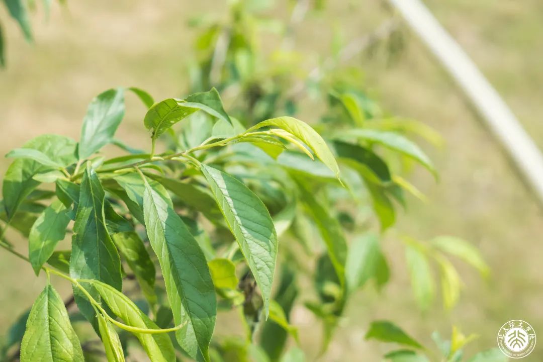 今天,你为地球充“植”了吗? - 惠州培文