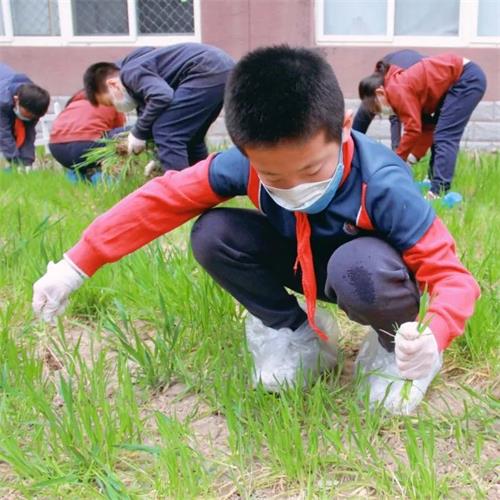 播种希望，分享喜悦 | 北京力迈中美国际学校“生态菜园”里的小小耕耘家