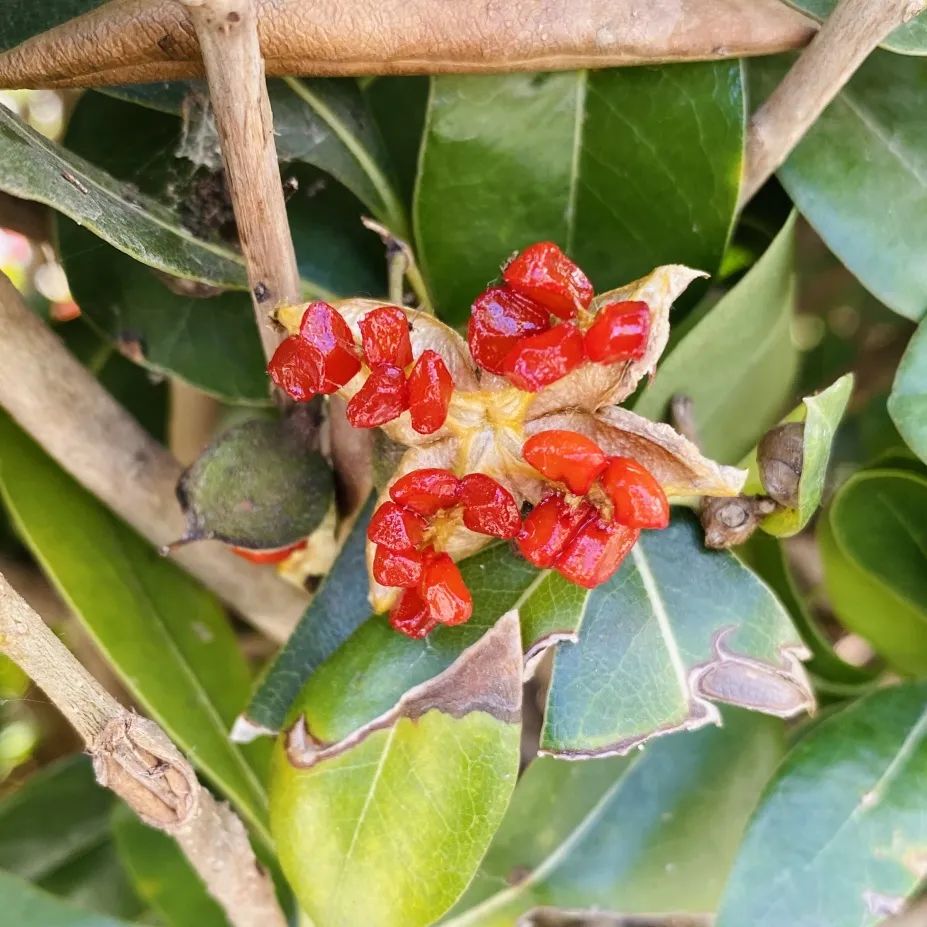 UWC常熟世界联合学院四月芳菲，邀你与我共赴一场绿野仙踪之约                