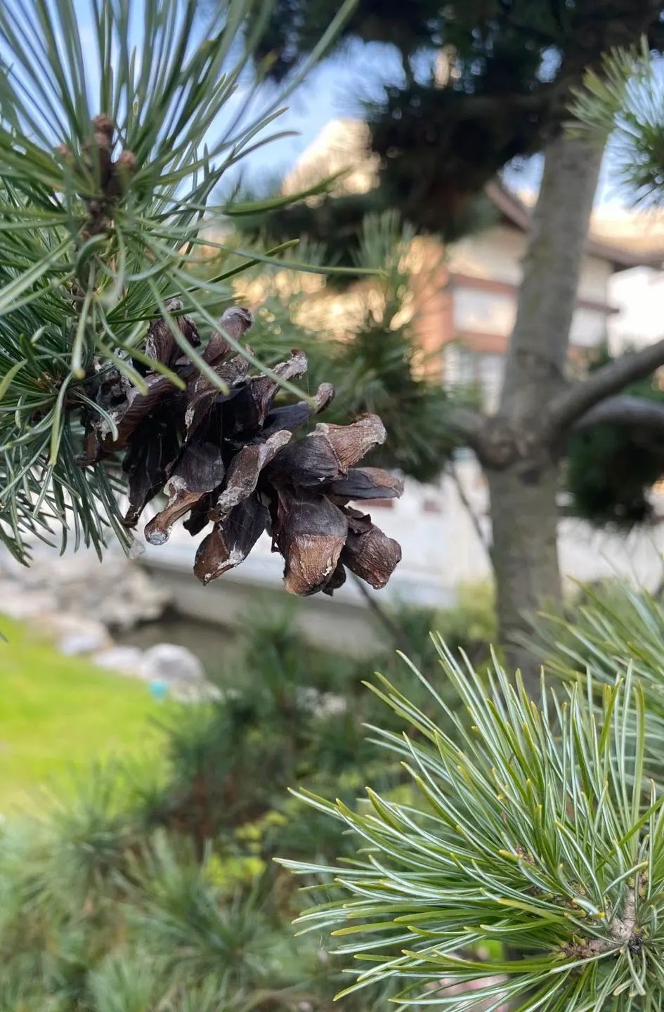 UWC常熟世界联合学院四月芳菲，邀你与我共赴一场绿野仙踪之约                