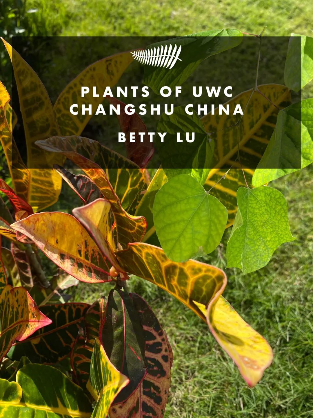 UWC常熟世界联合学院四月芳菲，邀你与我共赴一场绿野仙踪之约                