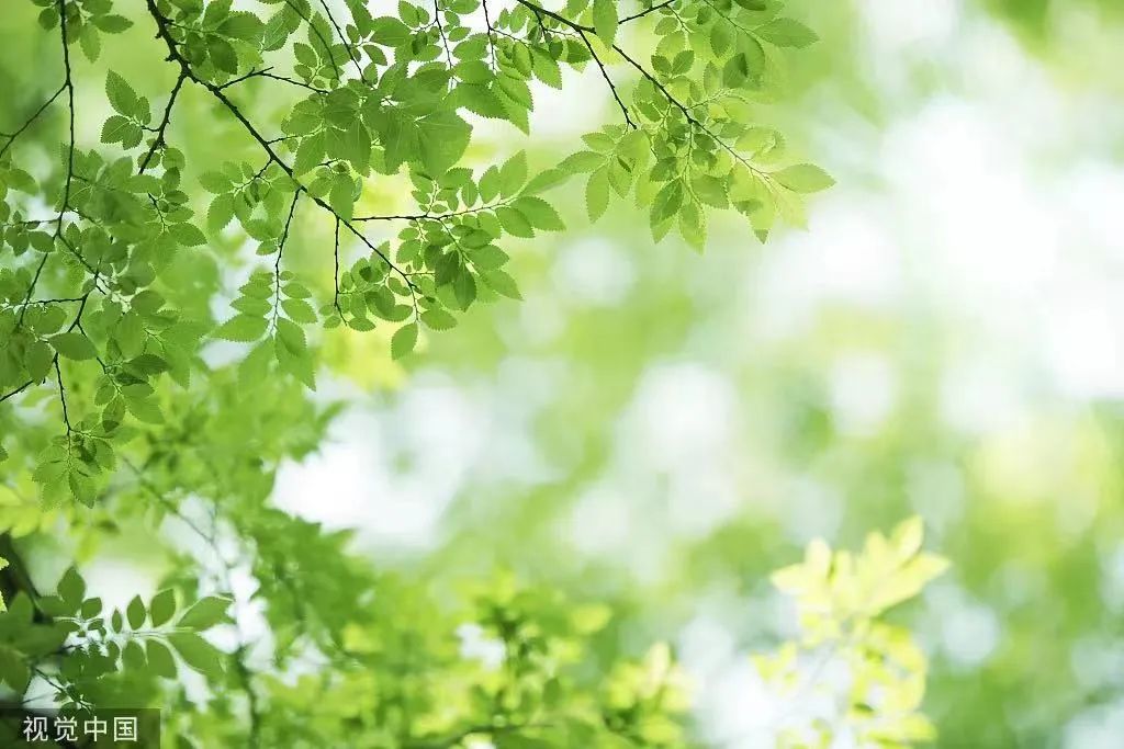 交中IB：二十四节气丨今日小暑                