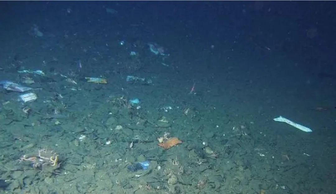Plastic Ocean | 10000亿个塑料袋背后,我们的海洋在哭泣! 领科教育谈海洋存亡