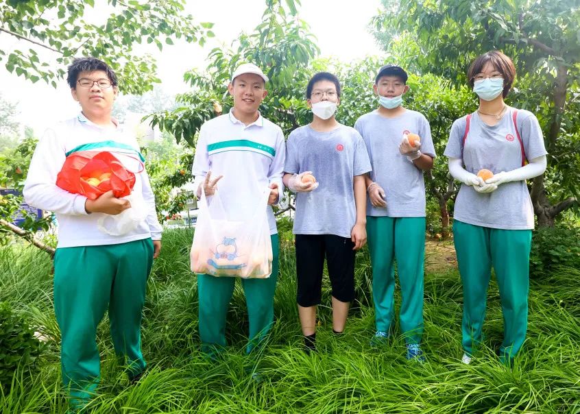 北京一零一中的桃子熟了! 北京一零一中桃子义卖活动回顾
