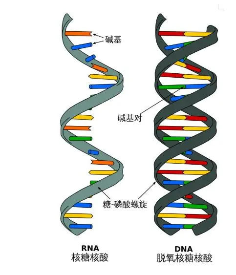深圳国际学校作业又难又多?揭秘深圳热门国际化学校作业内幕！                