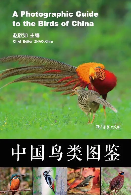 万科梅沙书院开启生命教育：一场“救鸟行动”                