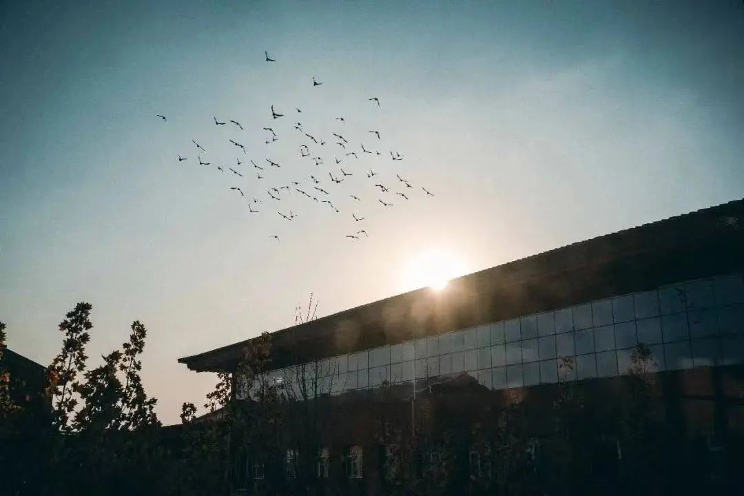 北京王府学校线上教学真实记录                