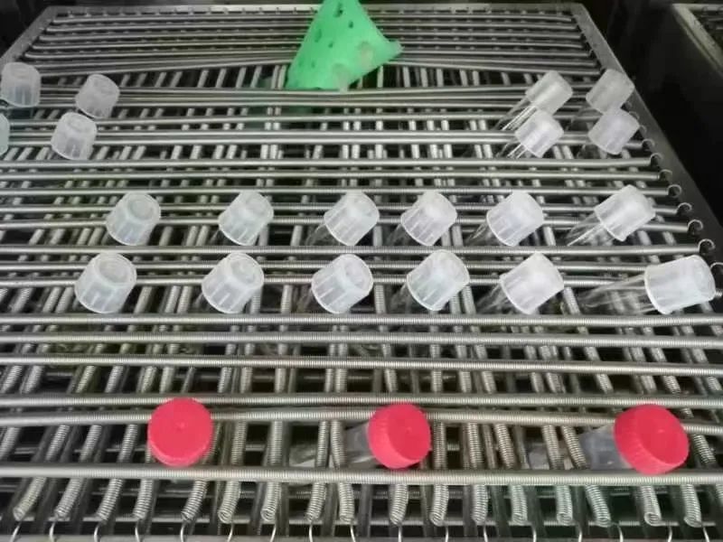 祝贺深圳国际交流书院学生斩获2022 iGEM全球金奖                